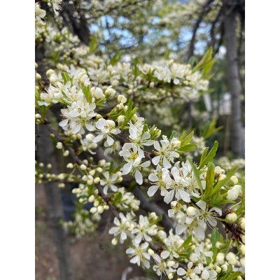 Саджанці купити Приземиста слива (Prunus pumila) ''Depressa'' плакуча форма /Stam130-150 см/АЛЕ 8-10 см/контейнер
