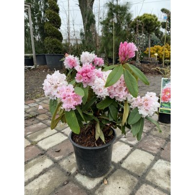 Саджанці купити Рододендрон (Rhododendron) "Christmas Cheer" / контейнер С4 L