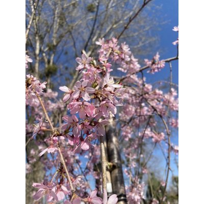 Саджанці купити Сакура / слива кудлата (Prunus subhirtella) "Pendula Rosea"/Stam 200-205 см/АЛЕ 16-18 см/контейнер С30 L
