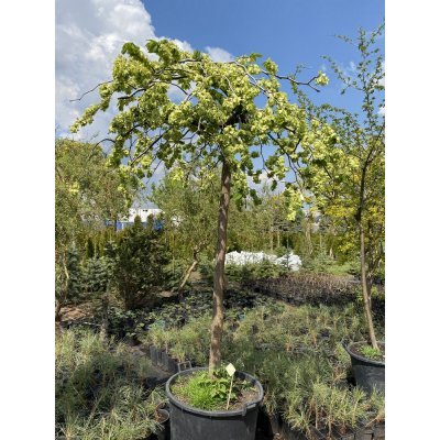 Саджанці купити В'яз шорсткий (Ulmus glabra) "Pendula"/Stam 170 см/АЛЕ 16-18 см/кому