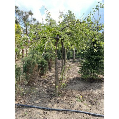Саджанці купити В'яз шорсткий (Ulmus glabra) "Pendula"/Stam 170 см/АЛЕ 16-18 см/кому