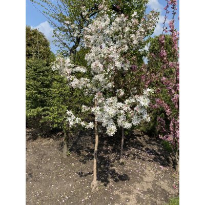 Саджанці купити Яблуня декоративна (Malus) "Dolgo" /H 180+ см/ ком