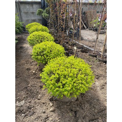 Саджанці купити Бірючина гібридна (Ligustrum vicaryi) куля/D 100 см/кому