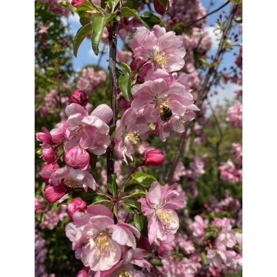 Саджанці купити Яблоня декоративная (Malus) "Van Eseltine" /H 200см+/ контейнер