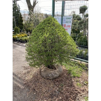 Саджанці купити Бірючина звичайна (лат. Ligustrum vulgare) куб /Н 140х110х110 см/кому