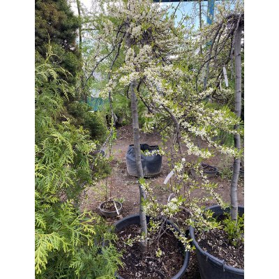 Саджанці купити Приземиста слива (Prunus pumila) ''Depressa'' плакуча форма /Stam130-150 см/АЛЕ 8-10 см/контейнер