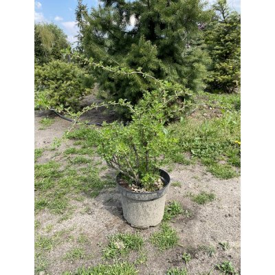 Саджанці купити Аґрус (Ribes uva-crispa) сорти/контейнер С7 L