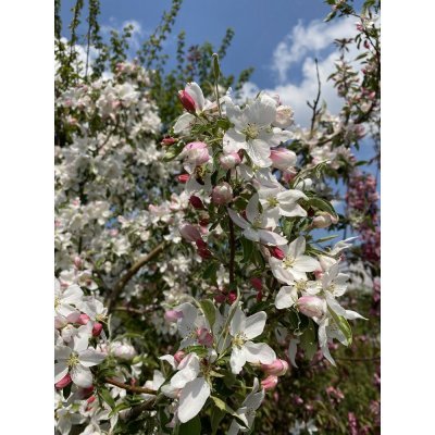 Саджанці купити Яблуня декоративна (Malus) "Dolgo" /H 180+ см/ ком