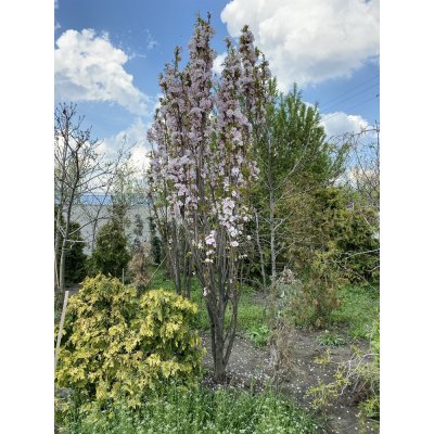 Саджанці купити Сакура (Prunus serrulata) "Amanogawa" /H 400+ см/НО 25-30 см/ ком