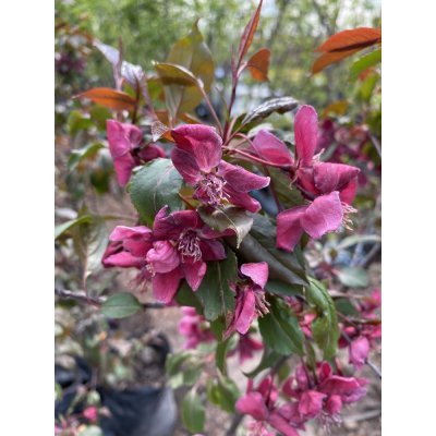 Саджанці купити Яблуня декоративна (Malus) "Royalty" / H130-160 см / контейнер