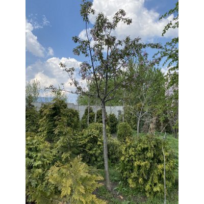 Саджанці купити Сакура "Kanzan" /Stam 180 см/Н 350 см/АЛЕ 20-24 см/ кому