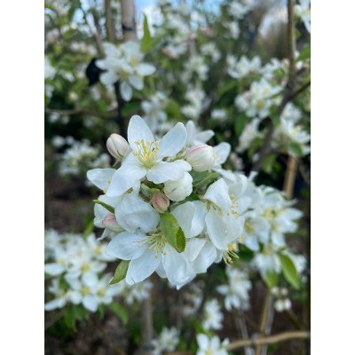 Саджанці купити Яблуня декоративна (Malus) "Dolgo"/H 210-250 см/контейнер С35 L