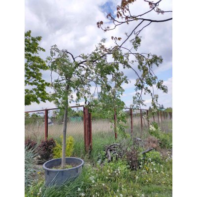 Саджанці купити Горобина звичайна (Sorbus aucuparia) "Pendula" / Stam 180-200 см/АЛЕ 20см/контейнер big bag