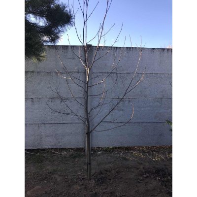Саджанці купити Тюльпанове дерево (Liriodendron tulipifera) /Н 350+ см/АЛЕ 6-8см /ком