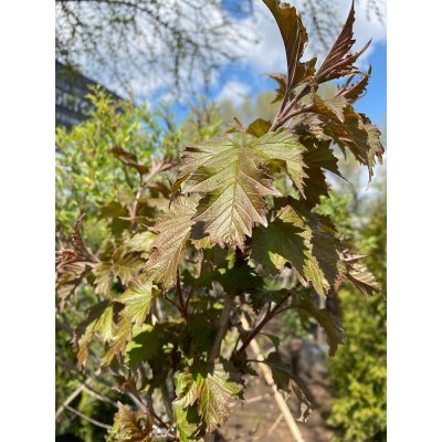 Саджанці купити Калина Саржента (Viburnum sargentii) "Onondaga"/Stam 165-170 см/контейнер