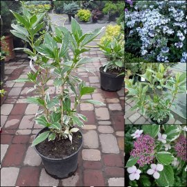 Гортензія крупнолистова (Hydrangea macrophylla) "Tricolor" / H 30 см / контейнер С5 L