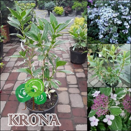 Саджанці купити Гортензія крупнолистова (Hydrangea macrophylla) "Tricolor" / H 30 см / контейнер С5 L
