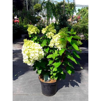 Саджанці купити  Гортензія волотиста "Меджикал Мон Блан"/(Hydrangea paniculata) "Magical Mont Blanc" / контейнер С7.5 L