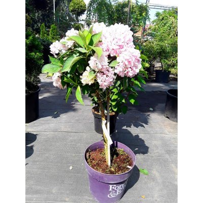 Саджанці купити Гортензія крупнолистова (Hydrangea macrophylla) Forever & Ever Pink/Stam 40 см/контейнер С5 L