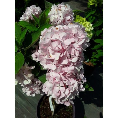 Саджанці купити Гортензія крупнолистова (Hydrangea macrophylla) Forever & Ever Pink/Stam 40 см/контейнер С5 L
