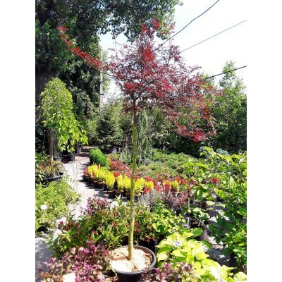 Саджанці купити Клен віяловий (Acer palmatum dissectum) "Garnet"/Stam 70-100 см/контейнер C15 L