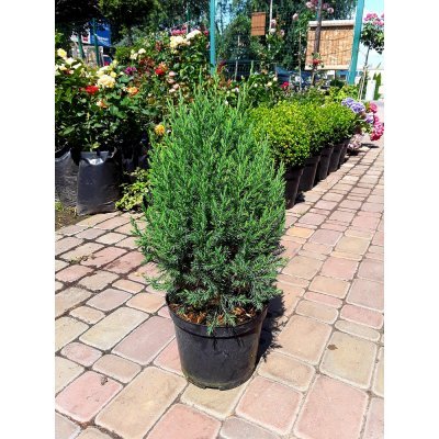 Саджанці купити Ялівець китайський (Juniperus chinensis) "Stricta" /Н 50 см/контейнер С5 L