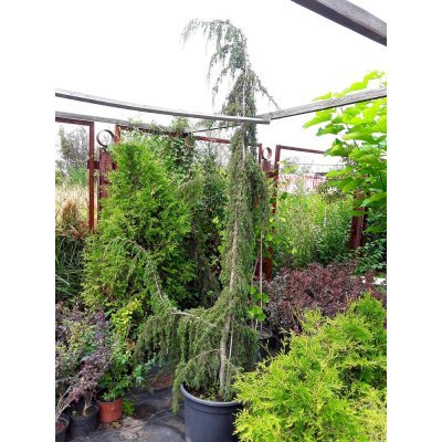 Саджанці купити Ялівець звичайний (Juniperus communis) "Horstman"/H 250 см/АЛЕ 16-18 см/кому