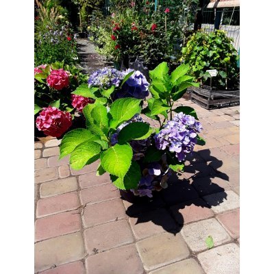 Саджанці купити Гортензія крупнолистова (Hydrangea macrophylla) Forever & Ever Blue / контейнер С5 L