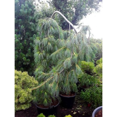 Саджанці купити Сосна Веймутова (Pinus strobus) "Pendula" /Н 160-170 см/контейнер С65 L