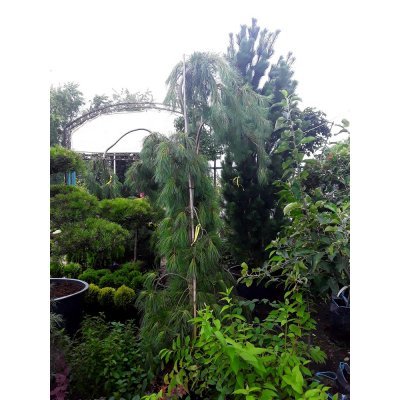 Саджанці купити Сосна Веймутова (Pinus strobus) "Pendula" /Н 160-170 см/контейнер С65 L