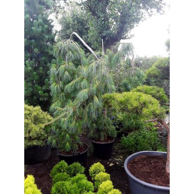 Саджанці купити Сосна Веймутова (Pinus strobus) "Pendula" /Н 160-170 см/контейнер С65 L