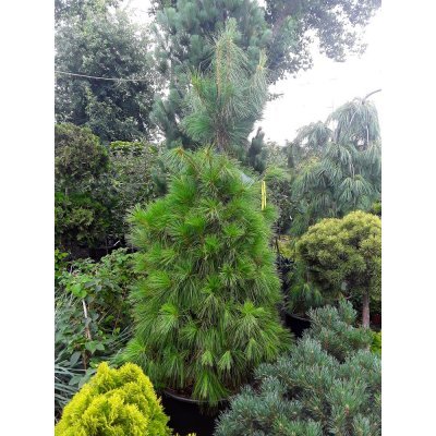 Саджанці купити Сосна Веймутова (Pinus strobus) / H180 см + / контейнер С90 L