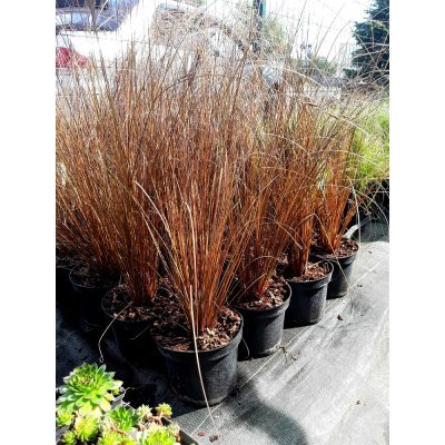Саджанці купити Осока Бьюкенена (лат. Carex buchananii) / контейнер С5 L