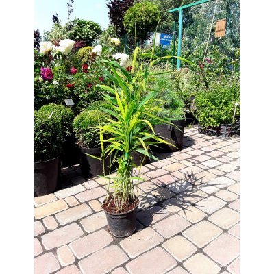 Саджанці купити Бамбук (Phyllostachys) "Viridiglaucescens" / контейнер С2 L
