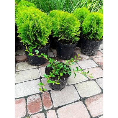 Саджанці купити Кизильник Даммера (Cotoneaster Dammeri) "Major"/контейнер С2 L
