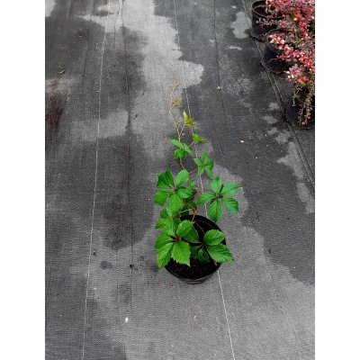 Саджанці купити Виноград дівочий п'ятилисточковий (Parthenocissus quinquefolia) / контейнер С3 L