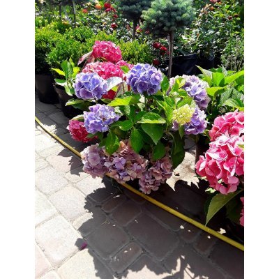 Саджанці купити Гортензія крупнолистова (Hydrangea macrophylla) Forever & Ever Blue / контейнер С5 L
