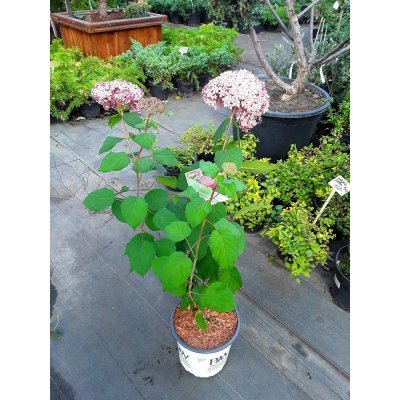 Саджанці купити Гортензія деревоподібна (Hydrangea arborescens) "Pink Annabelle"/Н 40-60 см/контейнер С5 L