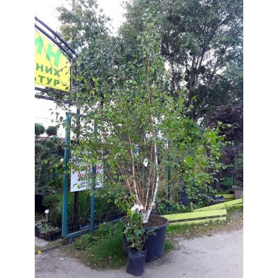 Саджанці купити Береза корисна (Betula utilis) "Doorenbos" багатоствольна/Н 280-300 см/контейнер С160 L