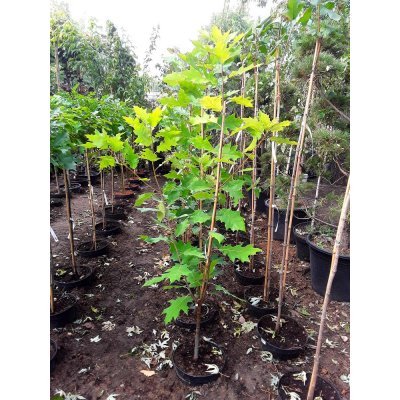 Саджанці купити Дуб червоний (Quercus rubra) "Aurea" /Н 200 см+/ контейнер С10 L