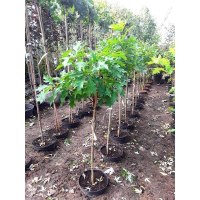 Саджанці купити Дуб болотний (Quercus palustris) "Isabel" /Stam 80-100 см/контейнер С10 L