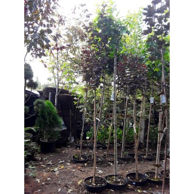 Саджанці купити Клен гостролистий (Acer platanoides) "Crimson King Globe" /Stam 140-160 см/контейнер С20 L