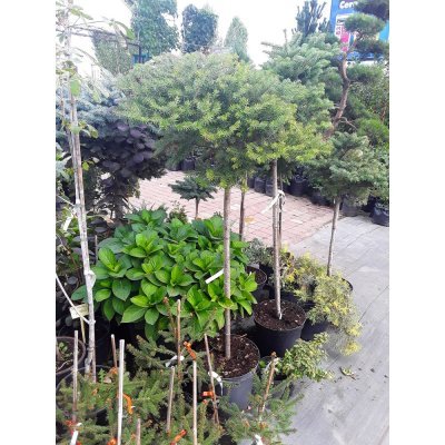 Саджанці купити Ялиця корейська (Abies koreana) "Green Carpet" /Stam 100-120 см/ контейнер С5 L