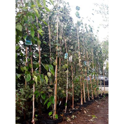 Саджанці купити Береза корисна (Betula utilis) "Doorenbos" /Н 350 см/контейнер С10 L