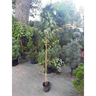 Саджанці купити Береза корисна (Betula papyrifera) "Jackemonti" / H 210-230 см / контейнер