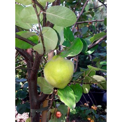 Саджанці купити Айва (Cydonia oblonga f. pyriformis) / H 180-200 см / контейнер С10 L