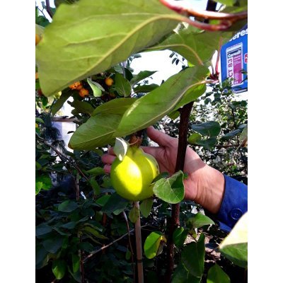 Саджанці купити Айва (Cydonia oblonga f. pyriformis) / H 180-200 см / контейнер С10 L