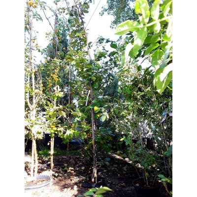 Саджанці купити Айва (Cydonia oblonga f. pyriformis) / H 180-200 см / контейнер С10 L