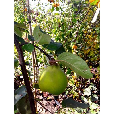 Саджанці купити Айва (Cydonia oblonga f. pyriformis) / H 180-200 см / контейнер С10 L