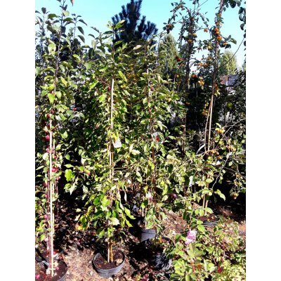 Саджанці купити Яблуня декоративна (Malus) "Ola" /H 200-230 см+/контейнер С10 L